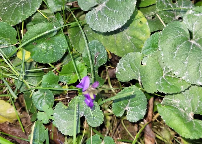 La Jolie Vue Et La Maison De La Tour- Cordes-sur-ciel Apartamento